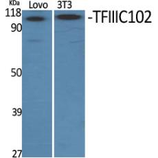 Anti-TFIIIC102 antibody