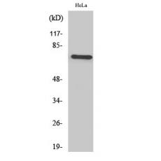 Anti-TFIIIB90-1 antibody