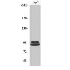 Anti-THC2 antibody