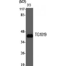 Anti-TG1019 antibody