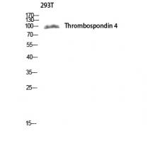 Anti-Thrombospondin 4 antibody