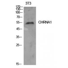 Anti-AChRα1 antibody