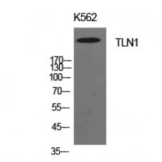 Anti-Talin-1 antibody