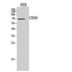 Anti-CD98 antibody