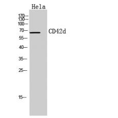 Anti-CD42d antibody