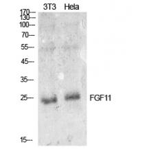 Anti-FGF-11 antibody