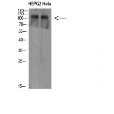 Anti-NLRX1 antibody