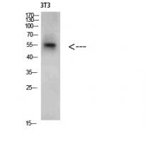 Anti-CREB3 antibody
