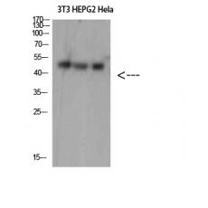 Anti-SPOP antibody