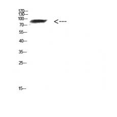 Anti-FAM48A antibody