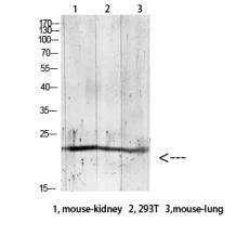 Anti-Gremlin-2 antibody