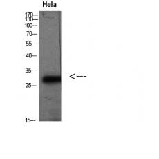 Anti-PD-L2 antibody