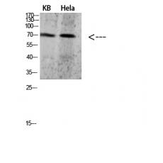 Anti-PRC1 antibody