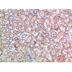 Anti-CD300e antibody
