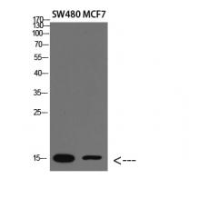 Anti-RPA14 antibody