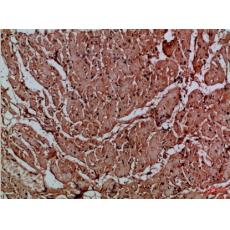 Anti-CNPY3 antibody