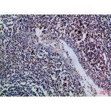 Anti-Granzyme M antibody