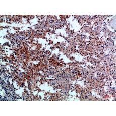 Anti-CD42c antibody