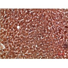 Anti-PON1 antibody