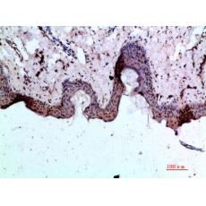Anti-BMP-1 antibody