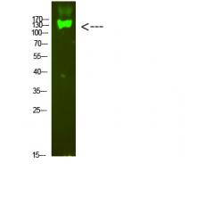 Anti-Integrin β7 antibody