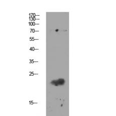 Anti-Claudin 11 antibody