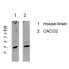 Anti-Cyclin C antibody