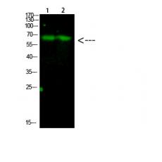 Anti-Parafibromin antibody