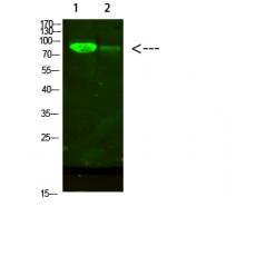 Anti-AFG3L2 antibody