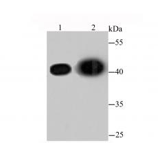 Anti-Beta Actin antibody