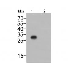 Anti-6X His-Tag antibody