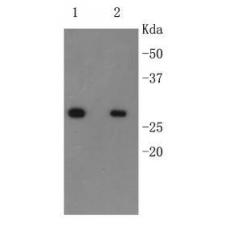 Anti-6X His-Tag HRP antibody