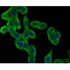 Anti-GAPDH antibody