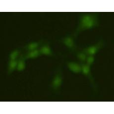 Anti-PRMT5 antibody
