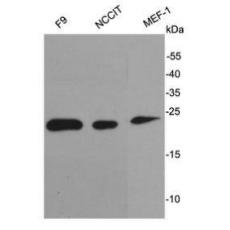 Anti-Stella antibody