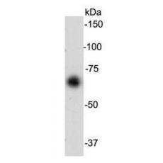 Anti-Serum Albumin antibody