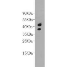 Anti-CD24 antibody