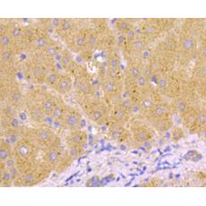 Anti-Caspase-1 antibody