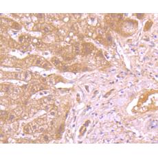 Anti-Caspase-1 antibody