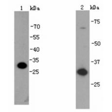 Anti-PCNA antibody