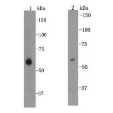 Anti-KLF4 antibody