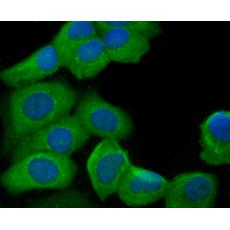 Anti-MTOR antibody