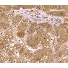Anti-SMAD3 antibody