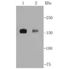 Anti-nNOS antibody