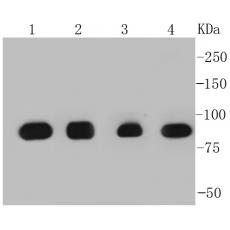 Anti-Hsp90 alpha antibody