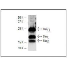 Anti-Bim antibody