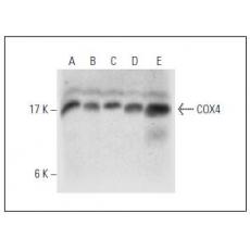 Anti-COX IV antibody