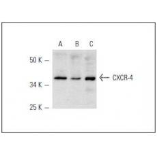Anti-CXCR4 antibody
