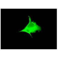Anti-GFP (FL) antibody