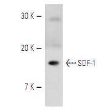 Anti-SDF1 antibody